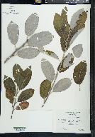 Salix hookeriana image