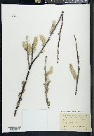 Salix hookeriana image