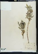 Salix lucida subsp. caudata image