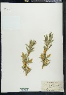 Salix lucida subsp. caudata image