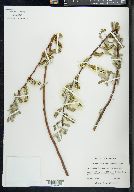 Salix lasiolepis var. bigelovii image