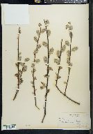 Salix lemmonii image