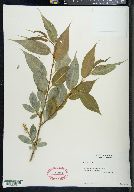 Salix lucida image