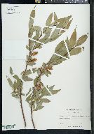 Salix lucida image