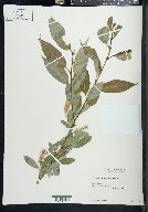 Salix lucida var. intonsa image