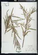 Salix melanopsis image