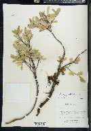 Salix myrtillifolia image