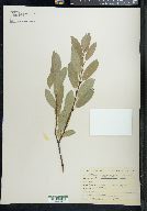 Salix myrtillifolia image