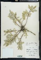 Salix myrtillifolia image