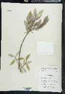 Salix myrtillifolia image