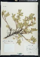 Salix myrtillifolia image