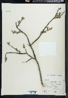 Salix myrtillifolia image