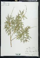 Salix nigra var. lindheimeri image