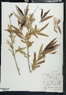 Salix longipes image