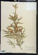 Salix longipes image