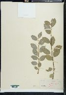 Salix myrsinifolia subsp. myrsinifolia image