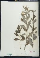 Image of Salix coriacea
