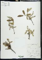 Salix niphoclada image