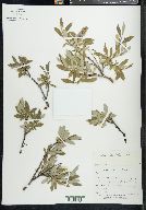 Salix niphoclada image