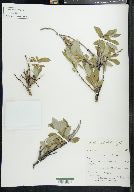 Salix niphoclada image