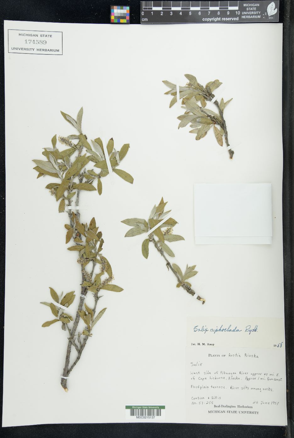 Salix niphoclada image