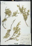 Salix niphoclada image