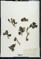 Salix pallescens image