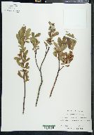 Salix pedicellaris image