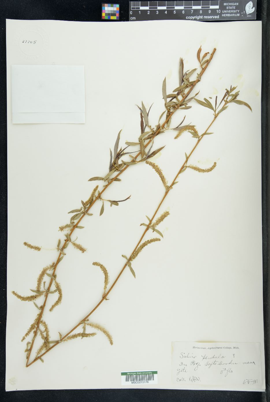 Salix petraea image