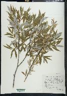 Salix petiolaris image