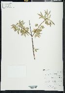 Salix petiolaris image