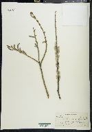 Salix petiolaris image