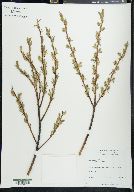 Salix petiolaris image