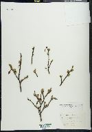 Salix phylicifolia image