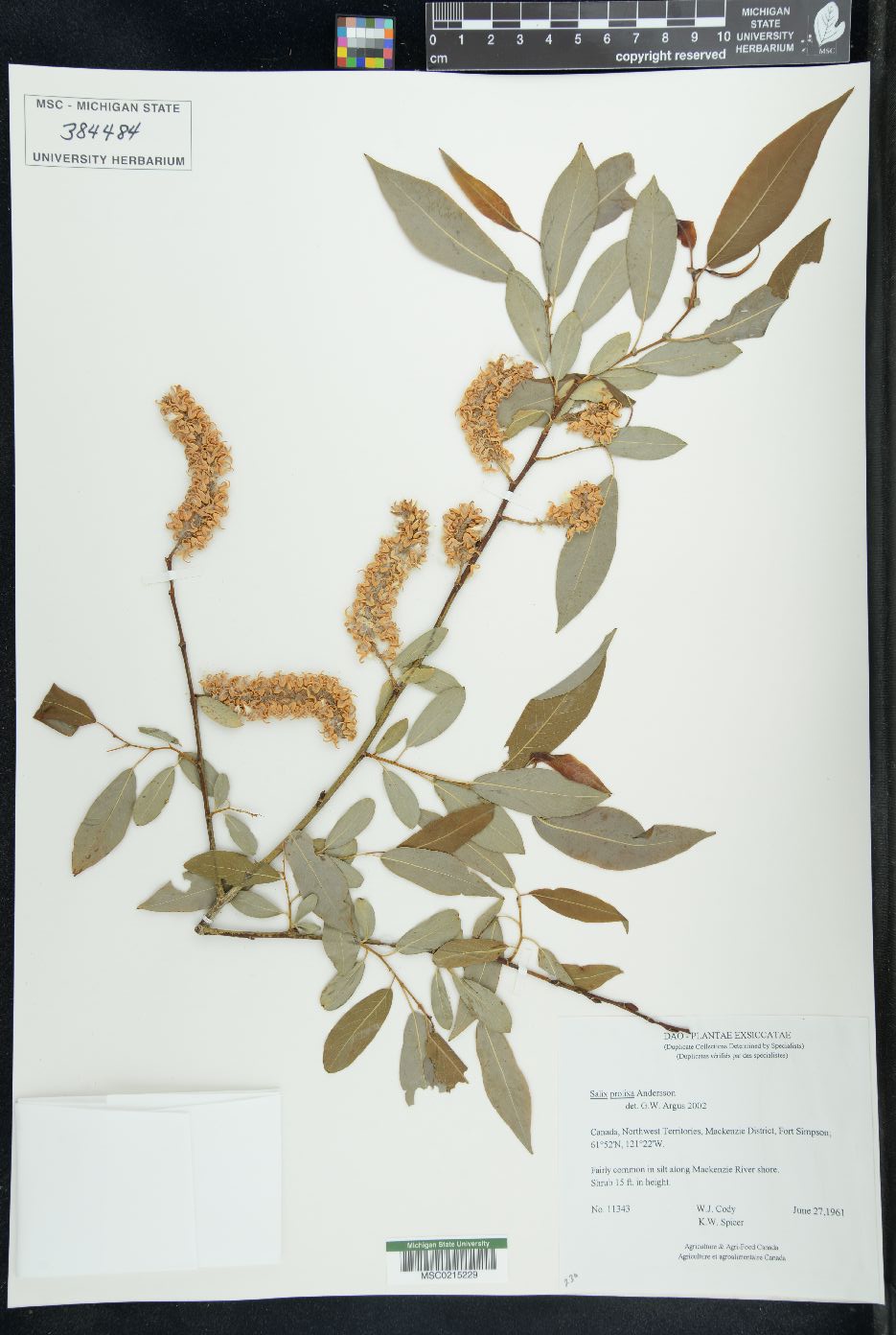 Salix prolixa image