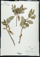 Salix pyrifolia image