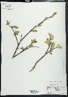 Salix planifolia image