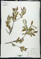 Salix planifolia image