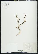 Salix planifolia image