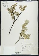 Salix planifolia image