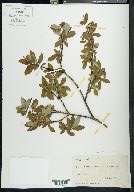 Salix planifolia image