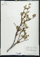 Salix planifolia image