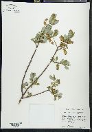 Salix boothii image