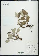 Salix reticulata image