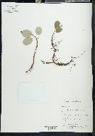 Salix reticulata image