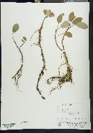 Salix reticulata image