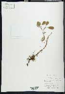 Salix reticulata image