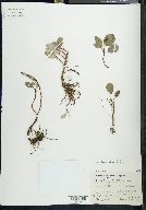 Salix reticulata image