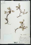 Salix reticulata image