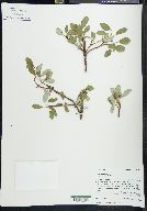 Salix reticulata image